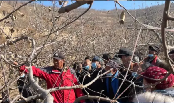 乐投体育在线(中国)唯一官方网站
在静宁帮扶村开展冬季果园管理培训(图5)
